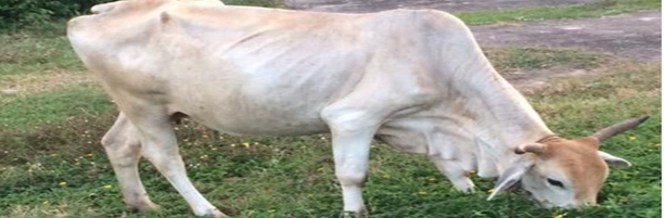 肉牛生長慢飼料消化率低