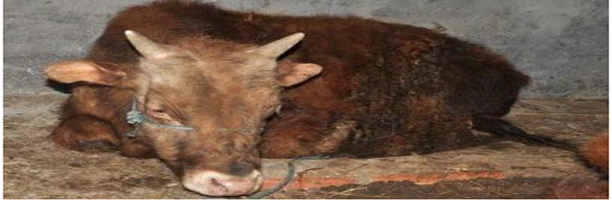 肉牛發(fā)酵飼料解決高發(fā)病問題