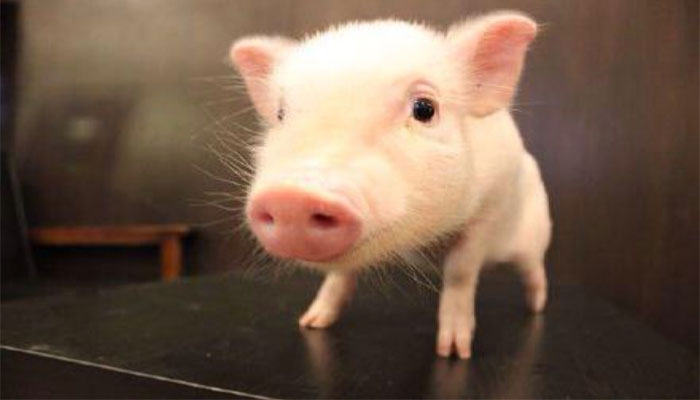 生物發(fā)酵蛋白飼料