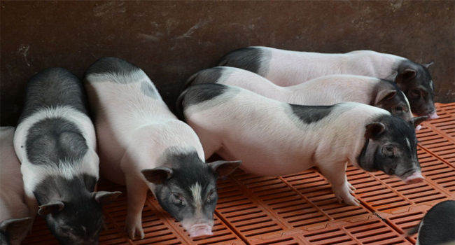 發(fā)酵飼料