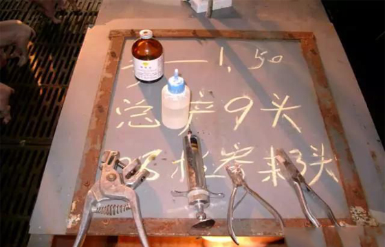 剪耳號(hào)