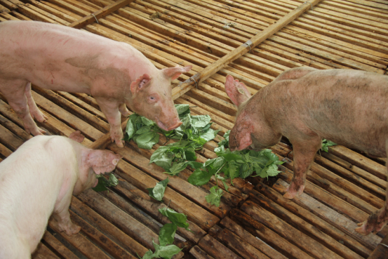 構(gòu)樹(shù)飼料發(fā)酵技術(shù)