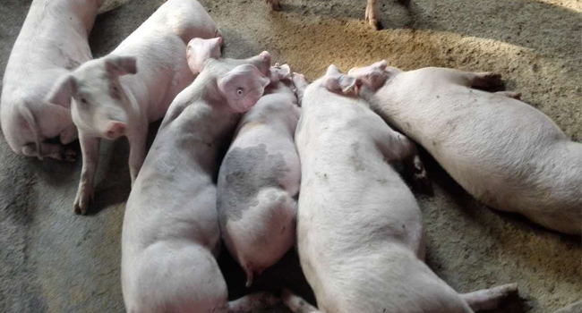 構(gòu)樹飼料發(fā)酵喂豬效果好