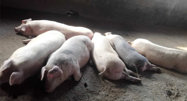 全株玉米飼料發(fā)酵技術(shù)喂豬效果好