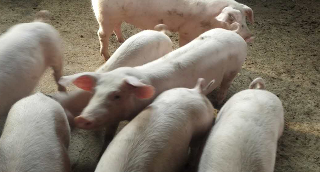 發(fā)酵飼料喂豬降低養(yǎng)殖成本