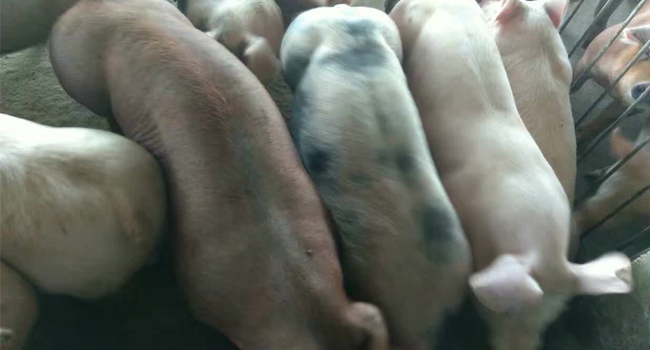 全株玉米飼料發(fā)酵技術(shù)