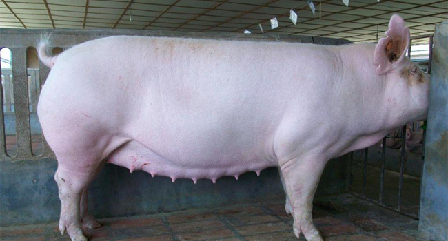 全株青綠玉米飼料發(fā)酵技術(shù)降低30%養(yǎng)殖成本