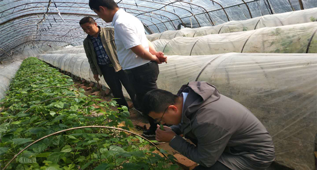 青島構(gòu)樹基地參觀交流飼料發(fā)酵技術(shù)