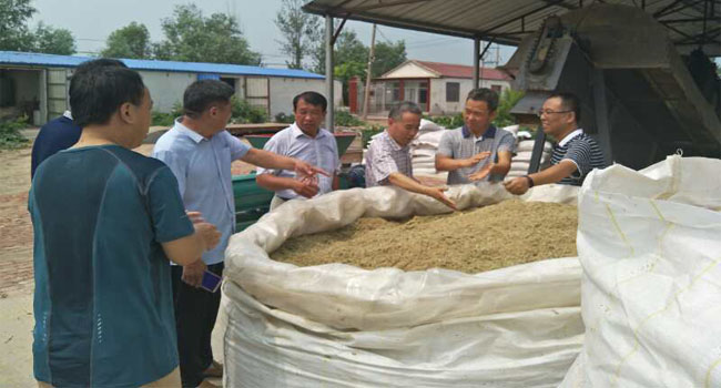 全株玉米青貯發(fā)酵技術(shù)