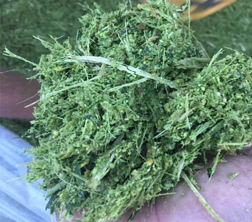 全株玉米飼料發(fā)酵技術(shù)