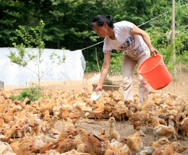 蛋雞發(fā)酵飼料
