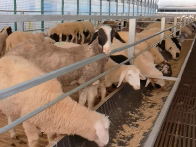 肉羊專用發(fā)酵飼料